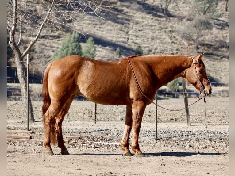 American Quarter Horse Castrone 10 Anni 152 cm Falbo in Paicines CA