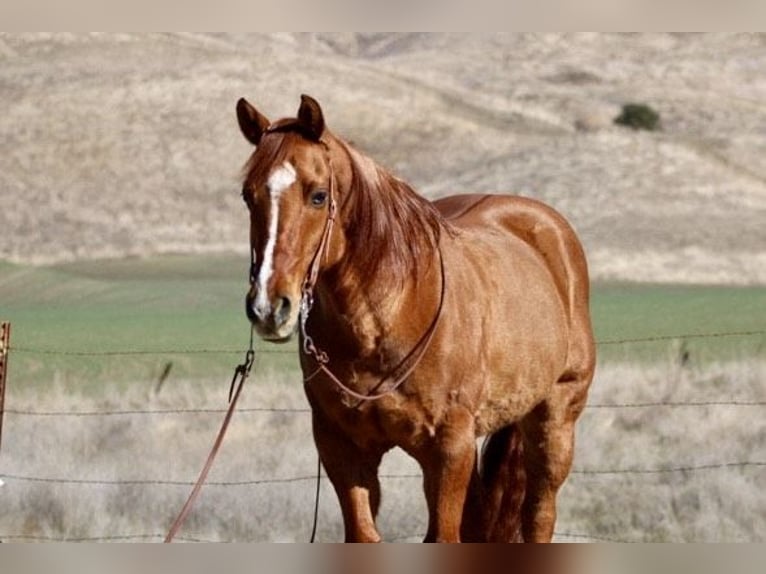 American Quarter Horse Castrone 10 Anni 152 cm Falbo in Paicines CA