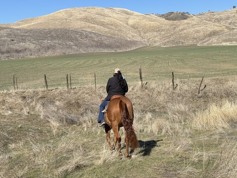 American Quarter Horse Castrone 10 Anni 152 cm Falbo in Paicines CA