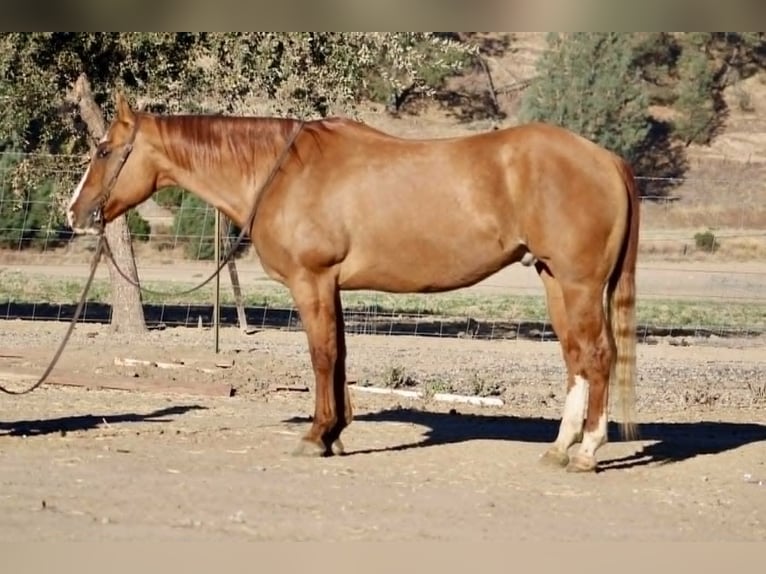American Quarter Horse Castrone 10 Anni 152 cm Falbo in Paicines CA
