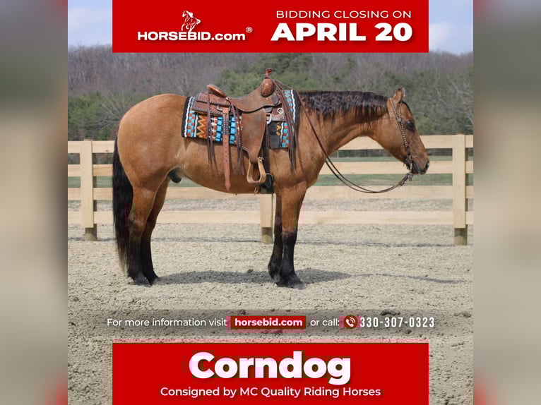 American Quarter Horse Castrone 10 Anni 152 cm Falbo in North Bloomfield