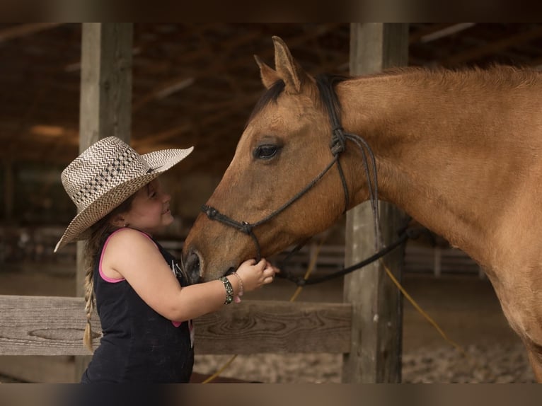American Quarter Horse Castrone 10 Anni 152 cm Falbo in North Bloomfield