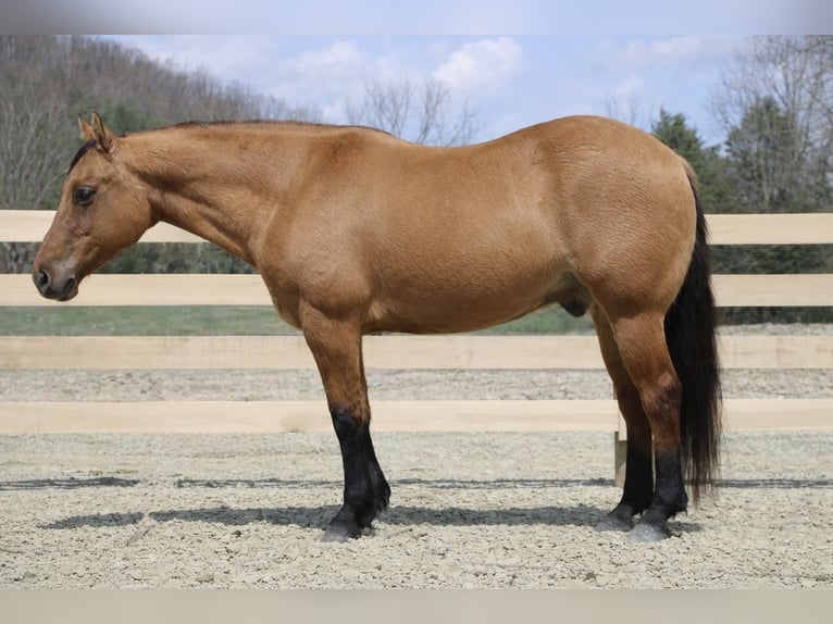 American Quarter Horse Castrone 10 Anni 152 cm Falbo in North Bloomfield