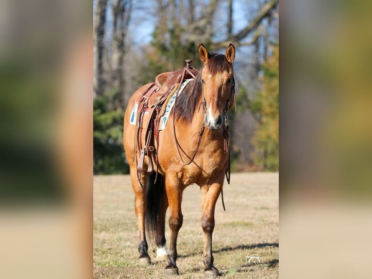American Quarter Horse Castrone 10 Anni 152 cm Falbo in Jonestown, PA