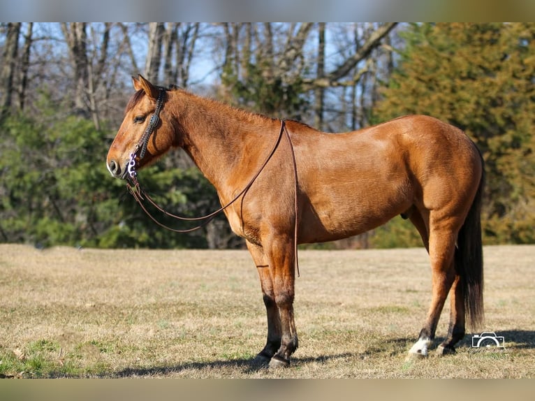 American Quarter Horse Castrone 10 Anni 152 cm Falbo in Jonestown, PA
