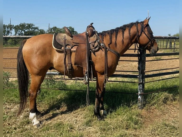 American Quarter Horse Castrone 10 Anni 152 cm Falbo in Celina