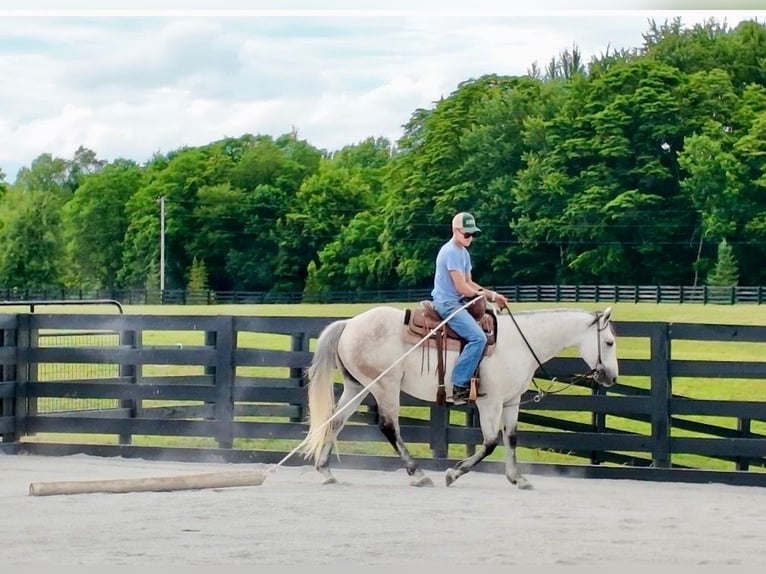 American Quarter Horse Castrone 10 Anni 152 cm Grigio in Oxford