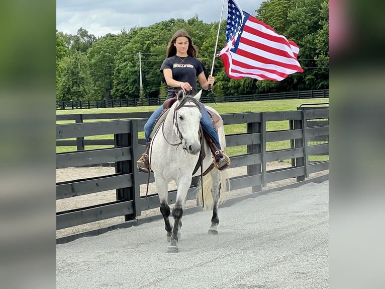 American Quarter Horse Castrone 10 Anni 152 cm Grigio in Oxford