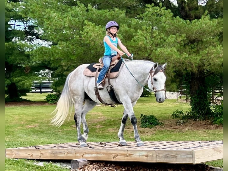 American Quarter Horse Castrone 10 Anni 152 cm Grigio in Oxford