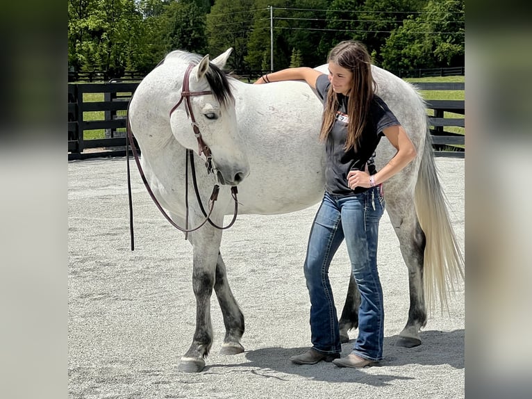 American Quarter Horse Castrone 10 Anni 152 cm Grigio in Oxford