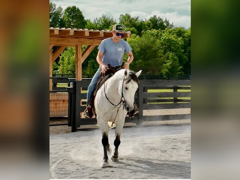 American Quarter Horse Castrone 10 Anni 152 cm Grigio in Oxford
