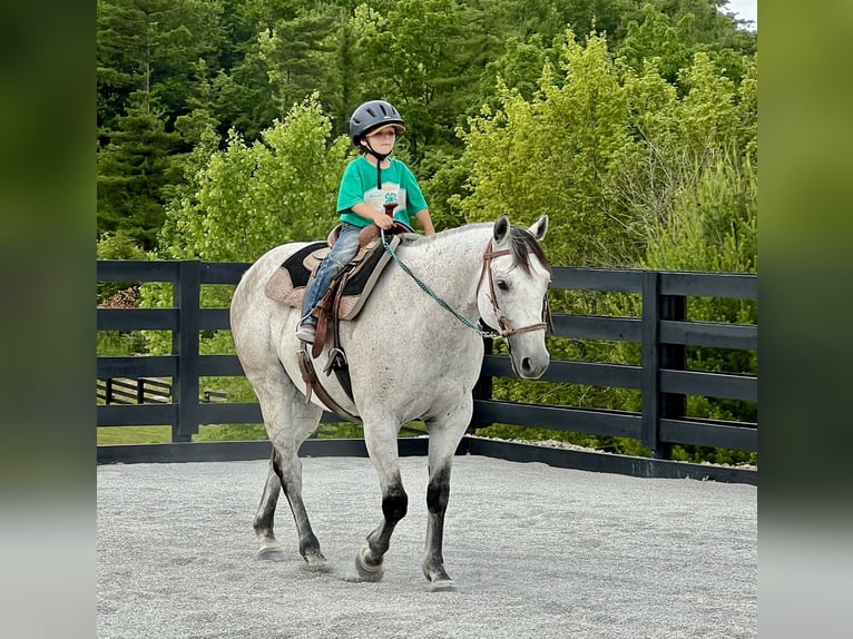 American Quarter Horse Castrone 10 Anni 152 cm Grigio in Oxford