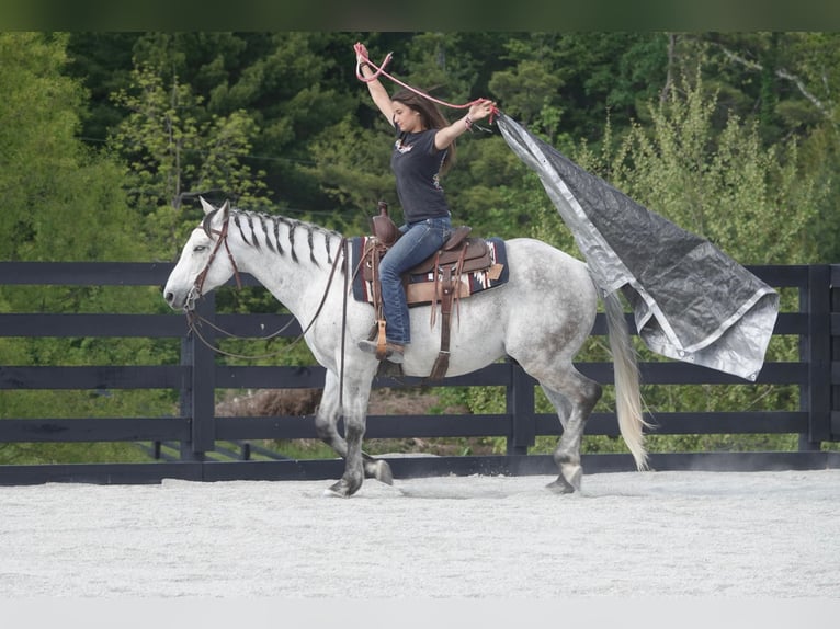 American Quarter Horse Castrone 10 Anni 152 cm Grigio in Oxford