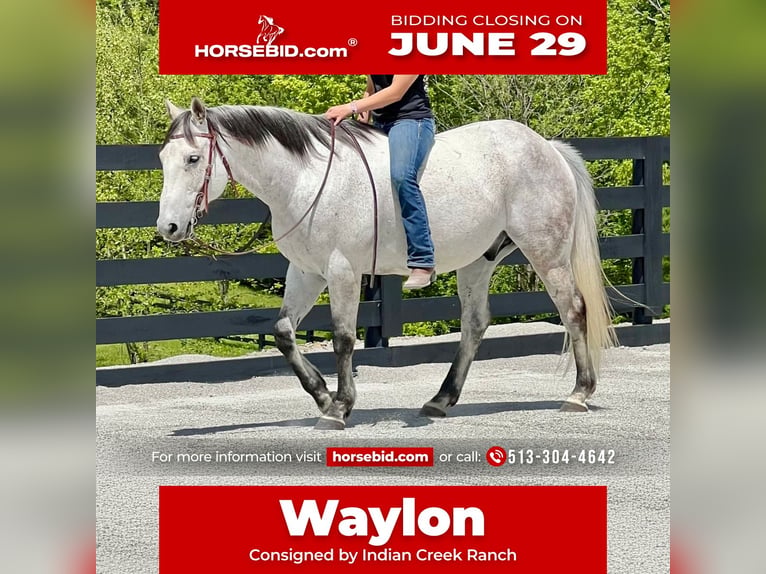 American Quarter Horse Castrone 10 Anni 152 cm Grigio in Oxford