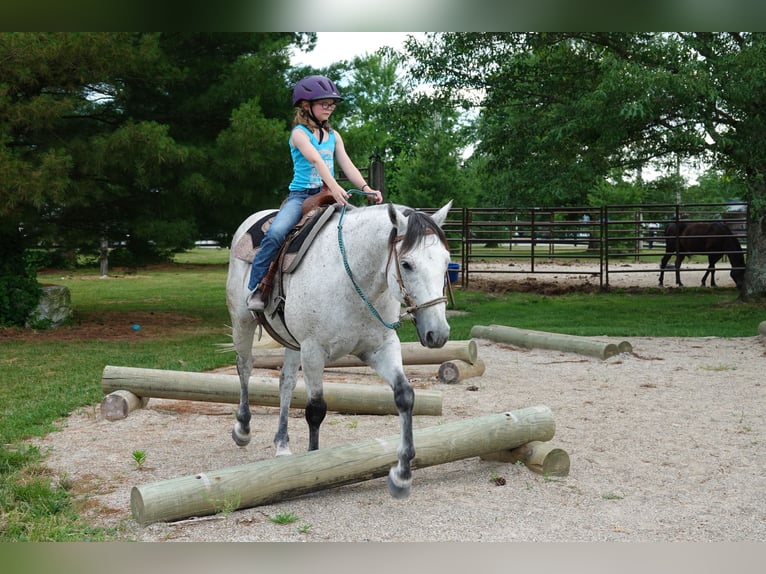 American Quarter Horse Castrone 10 Anni 152 cm Grigio in Oxford