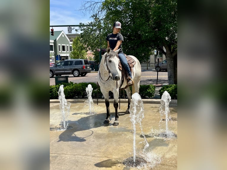 American Quarter Horse Castrone 10 Anni 152 cm Grigio in Oxford