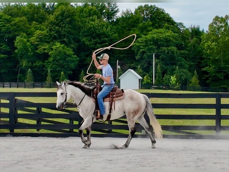 American Quarter Horse Castrone 10 Anni 152 cm Grigio in Oxford