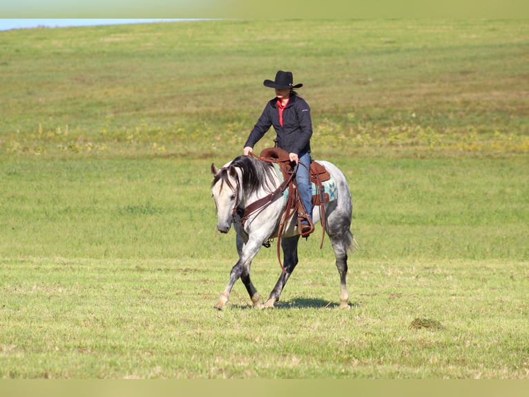 American Quarter Horse Castrone 10 Anni 152 cm Grigio in Clarion, PA