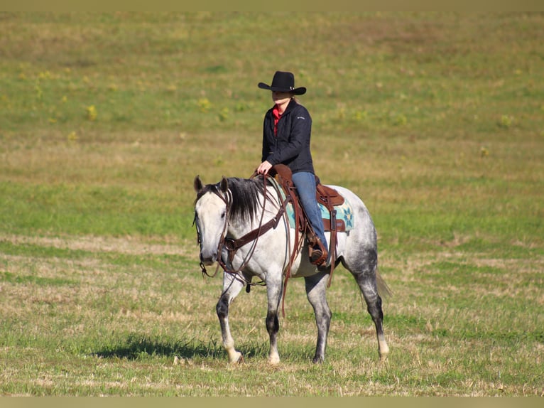 American Quarter Horse Castrone 10 Anni 152 cm Grigio in Clarion, PA