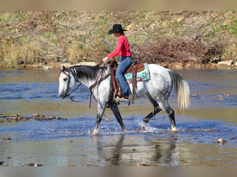 American Quarter Horse Castrone 10 Anni 152 cm Grigio in Clarion, PA