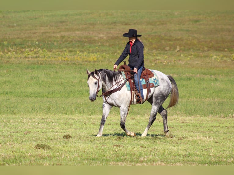 American Quarter Horse Castrone 10 Anni 152 cm Grigio in Clarion, PA