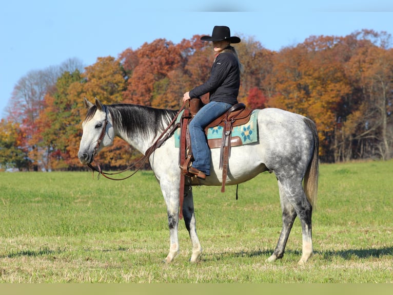 American Quarter Horse Castrone 10 Anni 152 cm Grigio in Clarion, PA