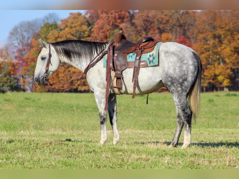 American Quarter Horse Castrone 10 Anni 152 cm Grigio in Clarion, PA