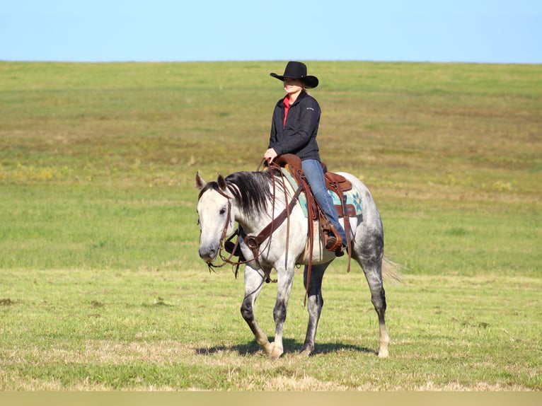 American Quarter Horse Castrone 10 Anni 152 cm Grigio in Clarion, PA