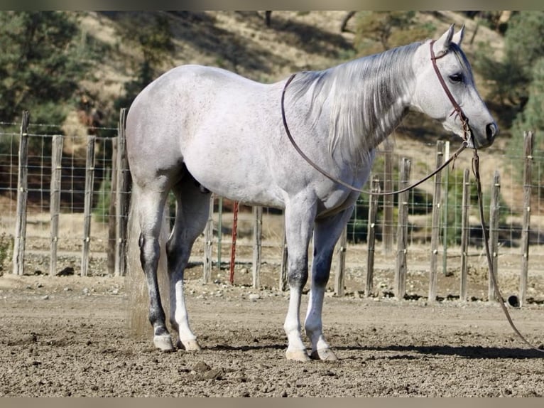 American Quarter Horse Castrone 10 Anni 152 cm Grigio in Paicines CA