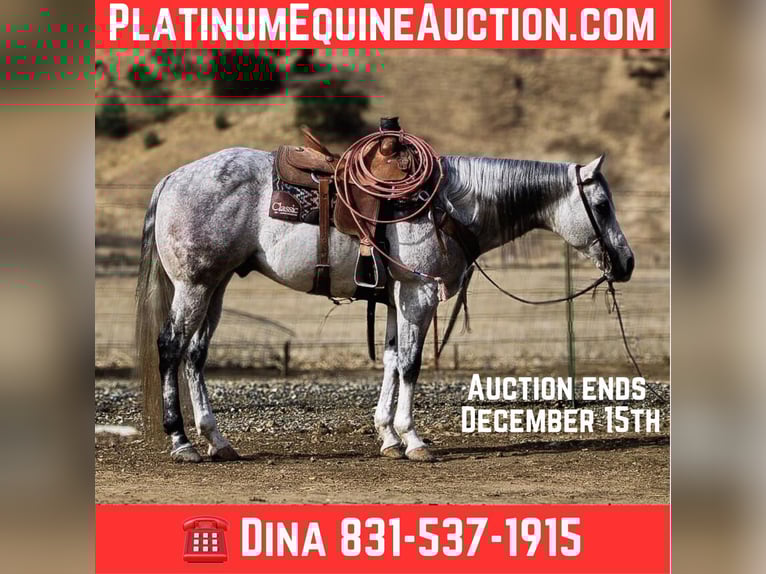 American Quarter Horse Castrone 10 Anni 152 cm Grigio in Paicines CA