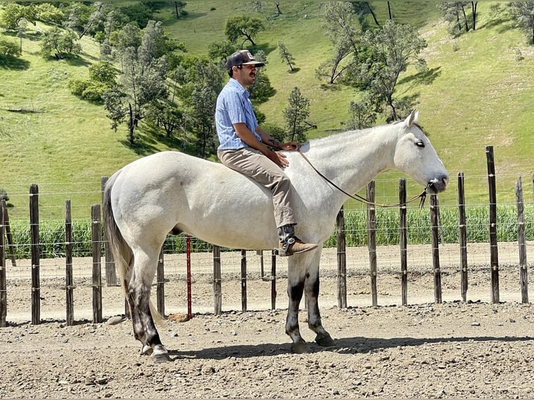 American Quarter Horse Castrone 10 Anni 152 cm Grigio in Paicines CA