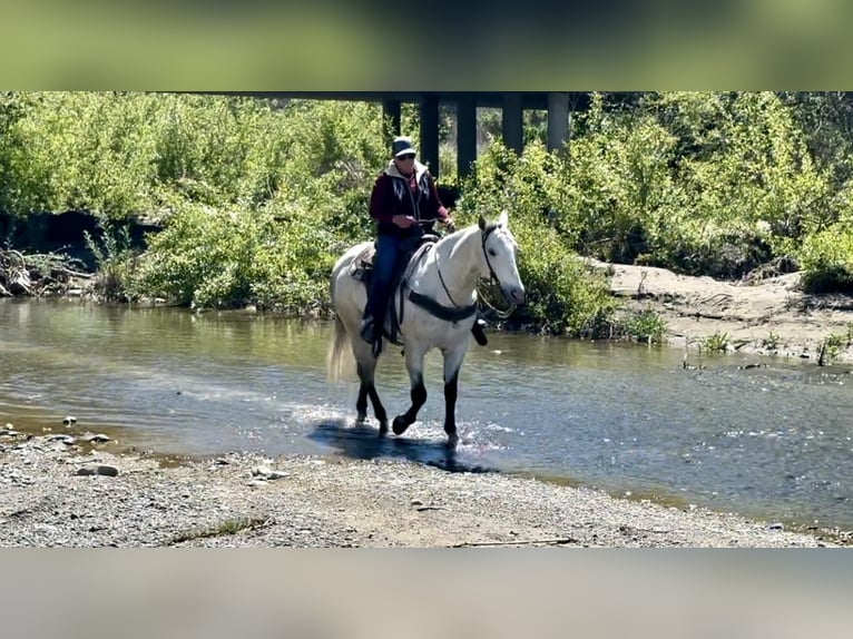 American Quarter Horse Castrone 10 Anni 152 cm Grigio in Paicines CA