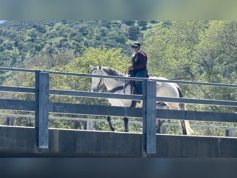 American Quarter Horse Castrone 10 Anni 152 cm Grigio in Paicines CA