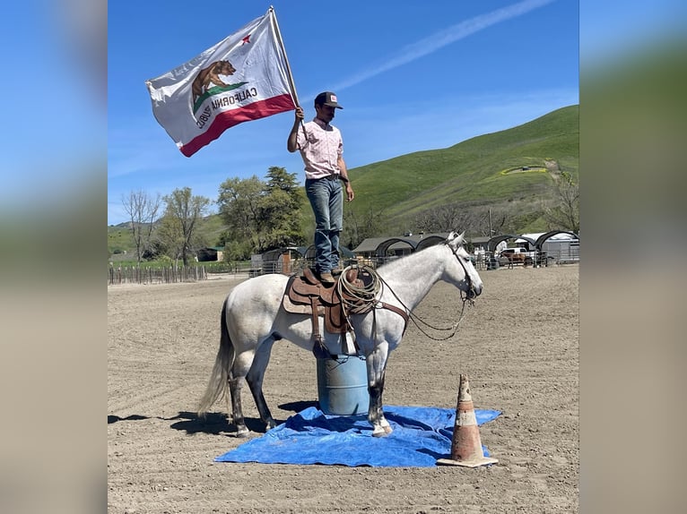 American Quarter Horse Castrone 10 Anni 152 cm Grigio in Paicines CA