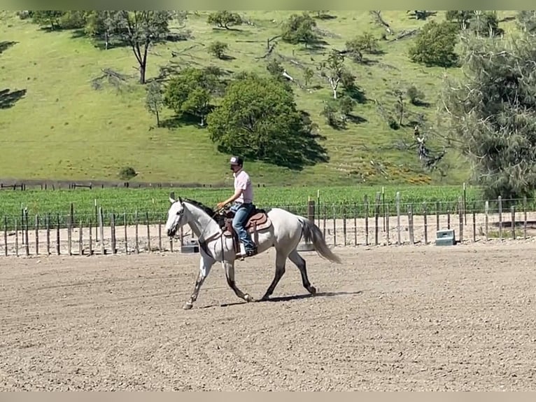 American Quarter Horse Castrone 10 Anni 152 cm Grigio in Paicines CA