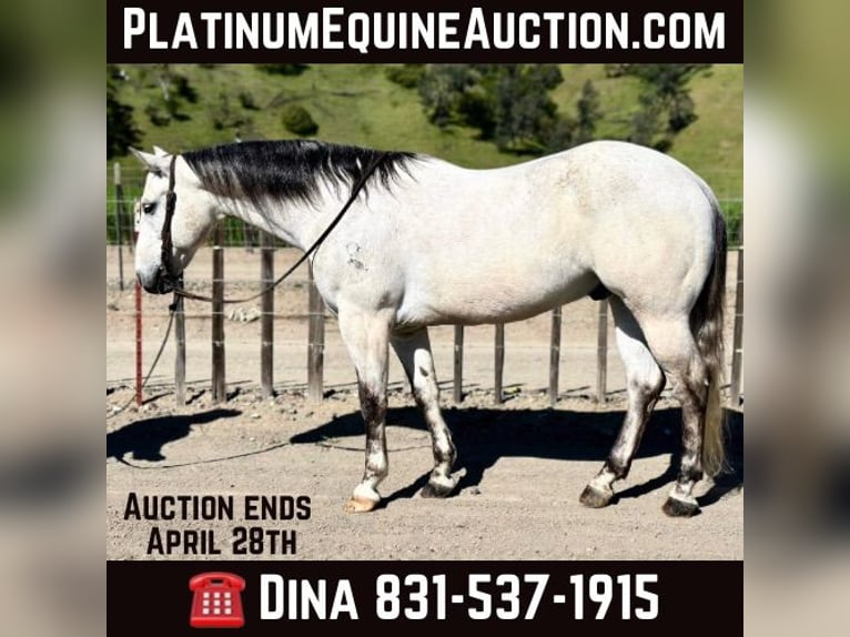 American Quarter Horse Castrone 10 Anni 152 cm Grigio in Paicines CA