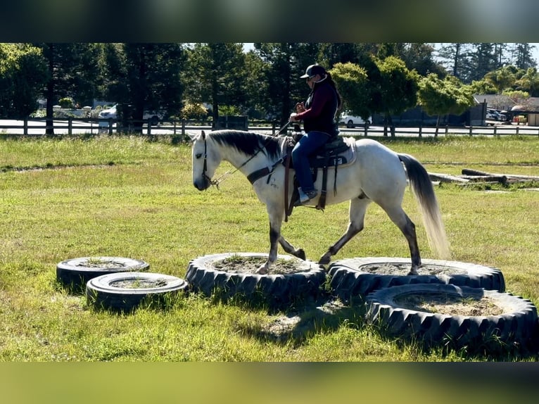 American Quarter Horse Castrone 10 Anni 152 cm Grigio in Paicines CA