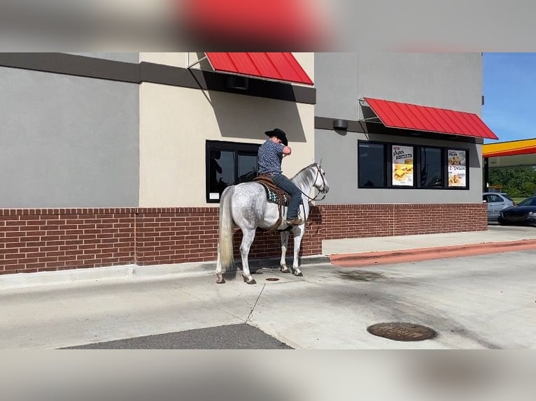 American Quarter Horse Castrone 10 Anni 152 cm Grigio in Fowlerville