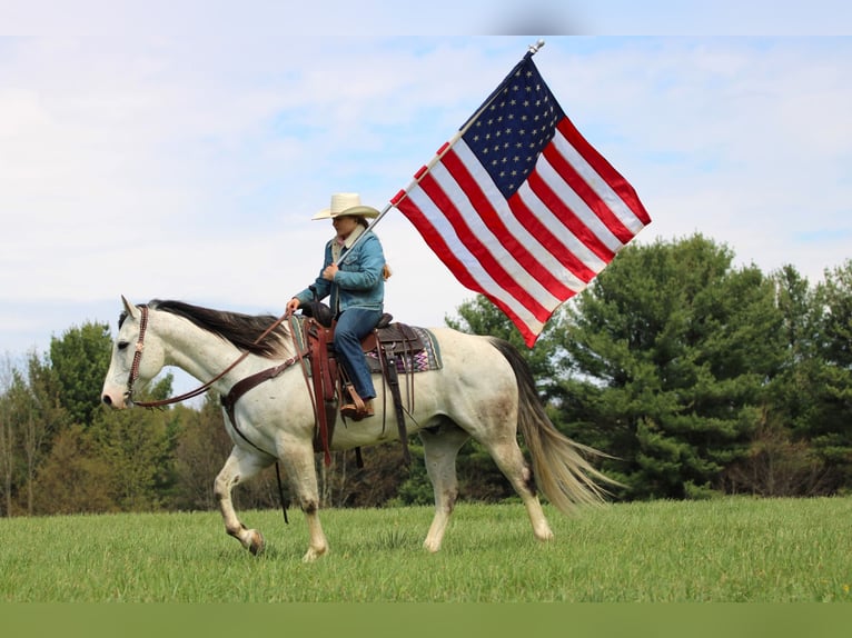 American Quarter Horse Castrone 10 Anni 152 cm Grigio in Clarion