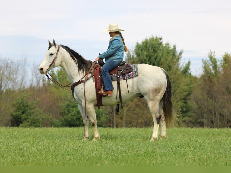American Quarter Horse Castrone 10 Anni 152 cm Grigio in Clarion