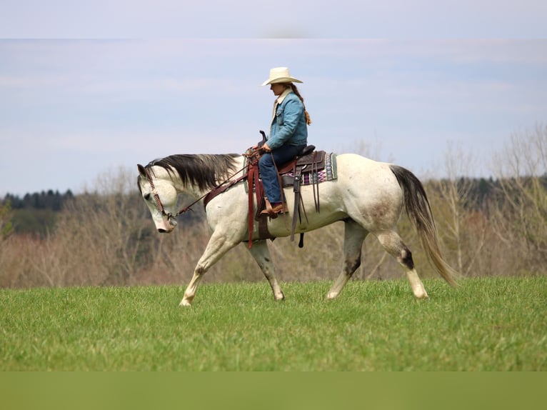 American Quarter Horse Castrone 10 Anni 152 cm Grigio in Clarion