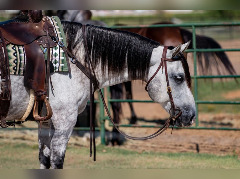 American Quarter Horse Castrone 10 Anni 152 cm Grigio in Argyle, TX