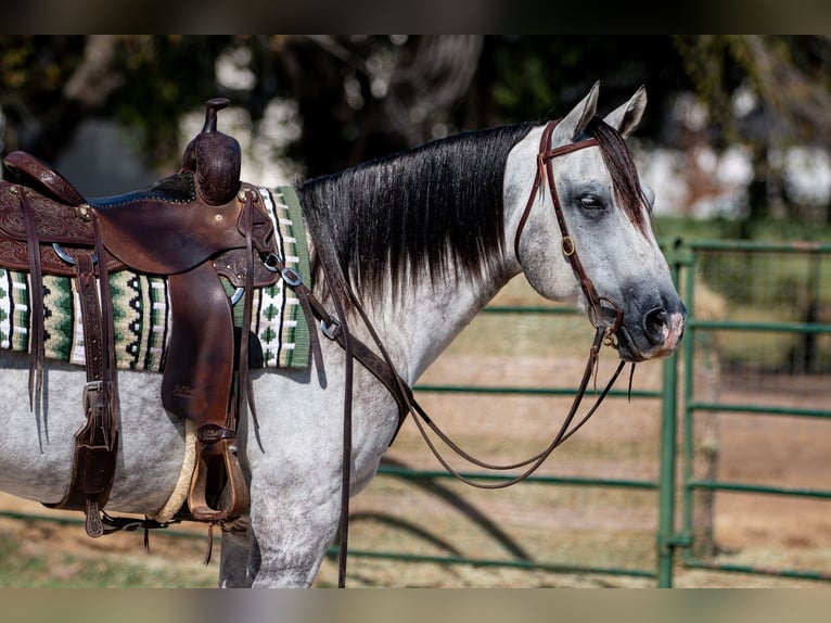 American Quarter Horse Castrone 10 Anni 152 cm Grigio in Argyle, TX