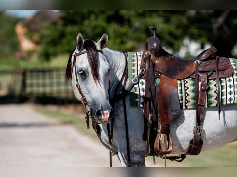 American Quarter Horse Castrone 10 Anni 152 cm Grigio in Argyle, TX