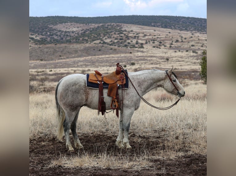 American Quarter Horse Castrone 10 Anni 152 cm Grigio in Camp Verde, AZ