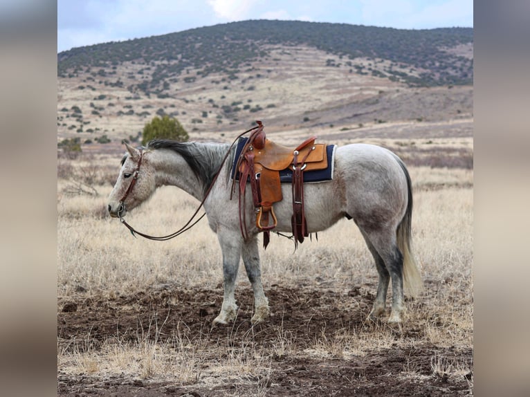 American Quarter Horse Castrone 10 Anni 152 cm Grigio in Camp Verde, AZ