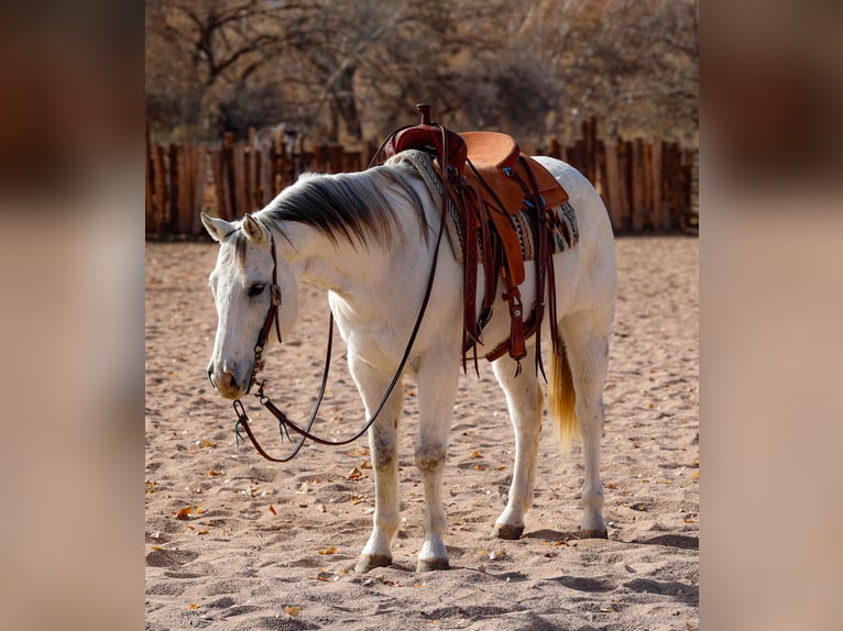 American Quarter Horse Castrone 10 Anni 152 cm Grigio in Camp Verde, AZ