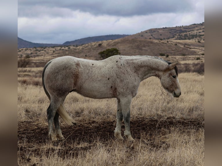 American Quarter Horse Castrone 10 Anni 152 cm Grigio in Camp Verde, AZ