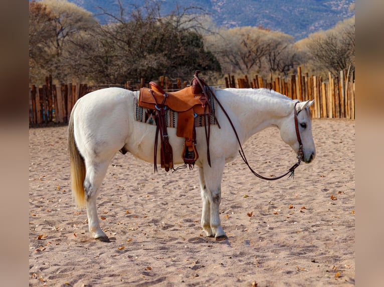 American Quarter Horse Castrone 10 Anni 152 cm Grigio in Camp Verde, AZ