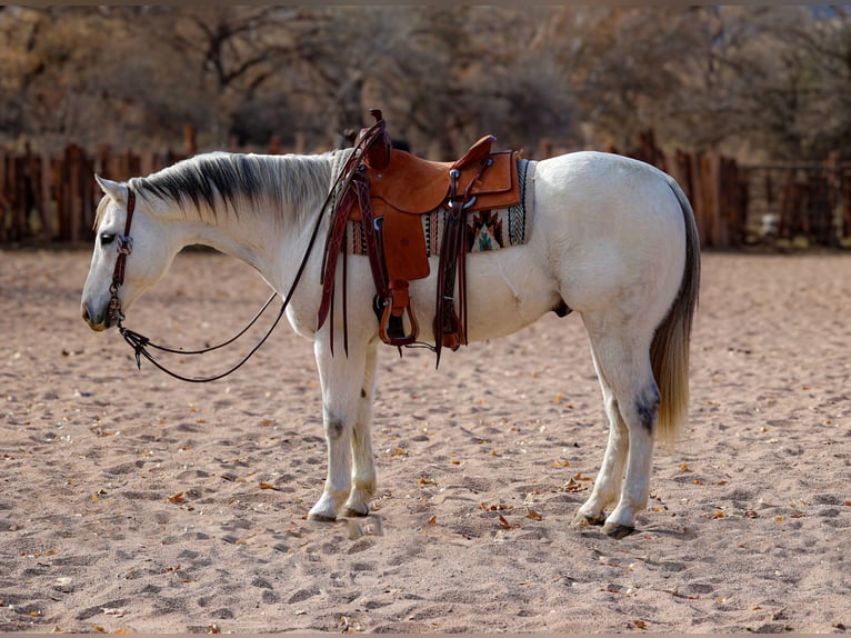 American Quarter Horse Castrone 10 Anni 152 cm Grigio in Camp Verde, AZ